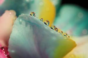 Elisabeth LAVALL - LAVALL ELISABETH